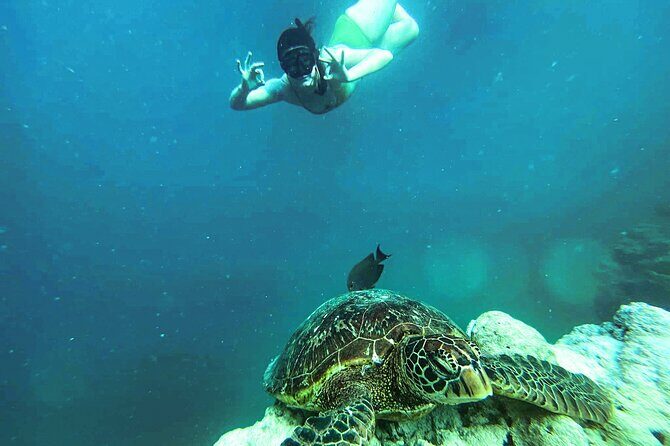 A Cook Islands Turtle Tour - small groups, premium experience - Pricing and Value