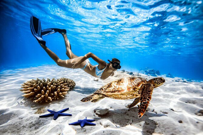A Cook Islands Turtle Tour - small groups, premium experience - Authentic Experiences and Traveler Feedback