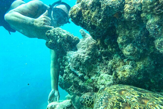 A Cook Islands Turtle Tour - small groups, premium experience - Who Should Book This Tour?