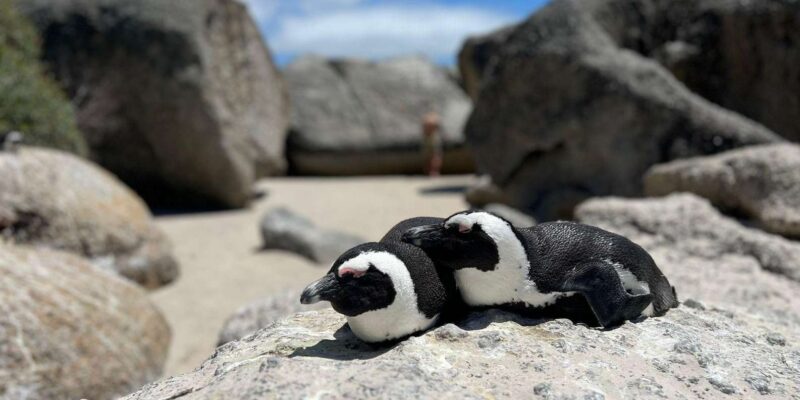 A Curious Adventure Through Chapman'S Peak Drive: Cape Point - Key Points