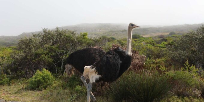 A Curious Adventure Through Chapman'S Peak Drive: Cape Point - Customer Reviews