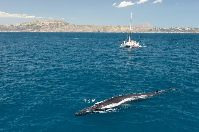 A Day at Sea From Dénia or Jávea With Barbecue Aboard the Catamaran - Accessibility and Transportation
