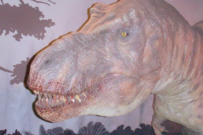 A Day at the Museum - Natural History Museum London - Health and Safety Measures