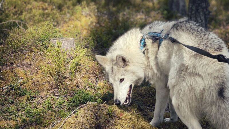 A Day at Wolfland - Private Tour - Sum Up