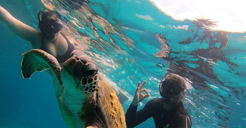 A Day in Ilha Grande Snorkeling With Turtles Private - Snorkeling With Sea Turtles