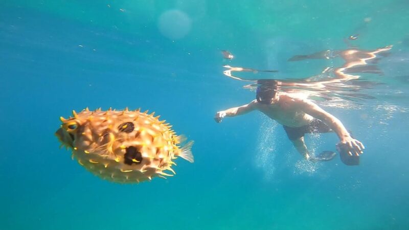 A Day in Ilha Grande Snorkeling With Turtles Private - Exploring Ilha Grandes Aquariums