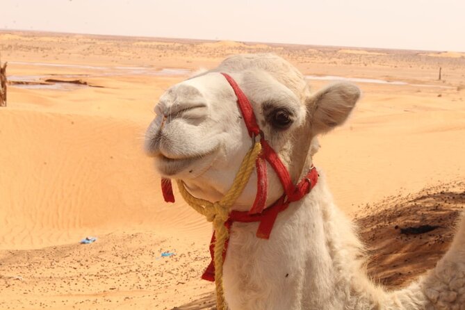 A Day in Ksar Ghilane Star Wars Tours Departing From Djerba - Meeting and Pickup