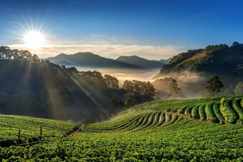 A Day in Munnar: Nature, Culture, and Local Flavor - Key Points