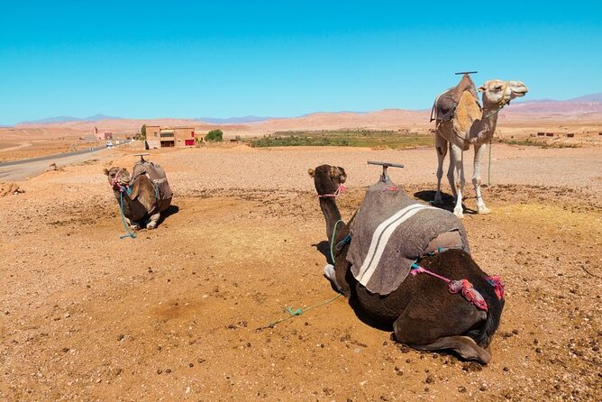 A Day in the High Atlas and Discovery of Berber Culture - Meeting and Pickup