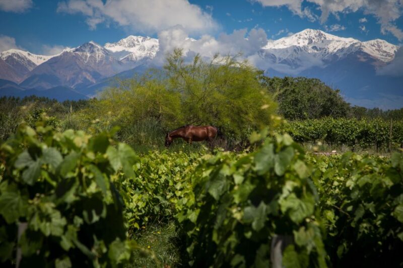 A Day of Rafting, Wineries & Real Asado Argentino - Breakfast With Lake Views