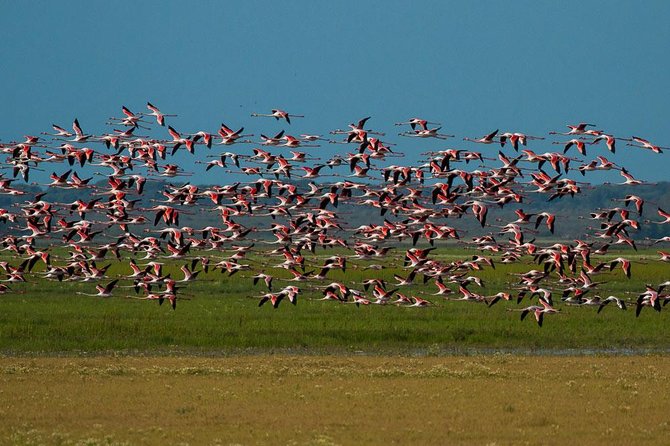 A Day Through the Doñana National Park and the Village of Rocio - Key Points