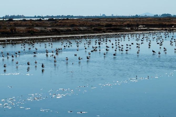 A Day Through the Doñana National Park and the Village of Rocio - Guided Tour Highlights