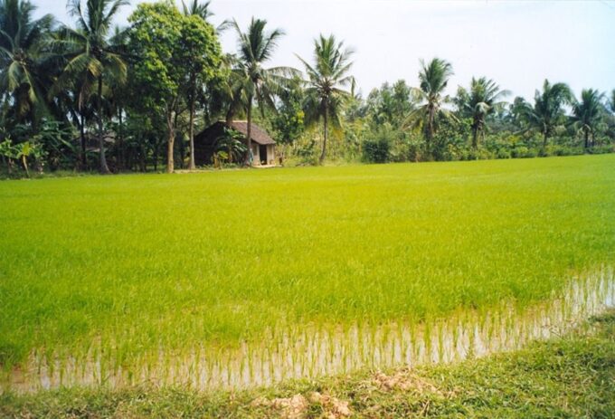 A Day Tour to Cu Chi Tunnels and Mekong Delta - Lunar New Year Surcharge