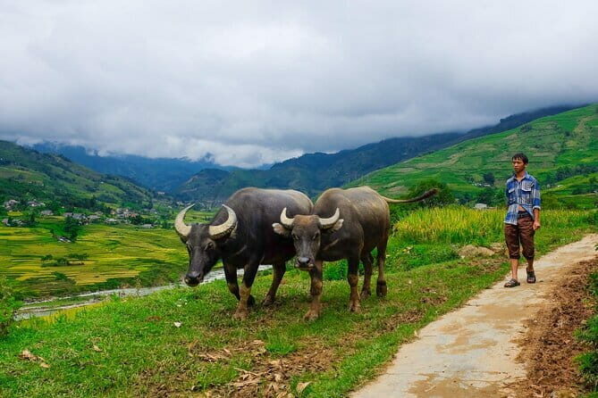 A day Trek to Rice Field in LaoChai-Tavan village-MuongHoa valley - The Itinerary in Detail: What to Expect