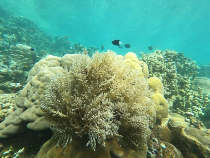 A Day Trip Best Senorkling Spots In Amed Bali - Japanese Shipwreck