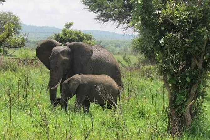 A Day Trip to Mikumi Fly From Zanzibar - Inclusions and Pickup Details