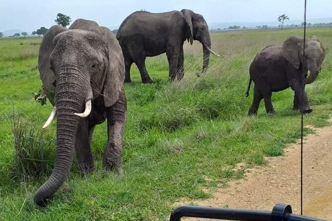 A Day Trip to Mikumi Fly From Zanzibar - Lowest Price Guarantee