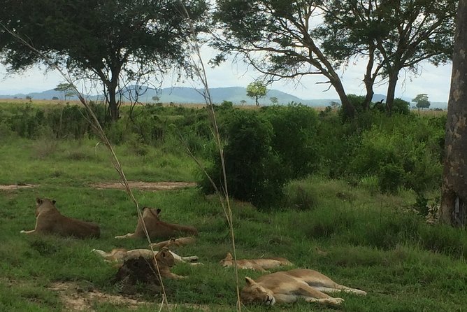 A Day Trip to Mikumi From Morogoro - Inclusions and Pricing