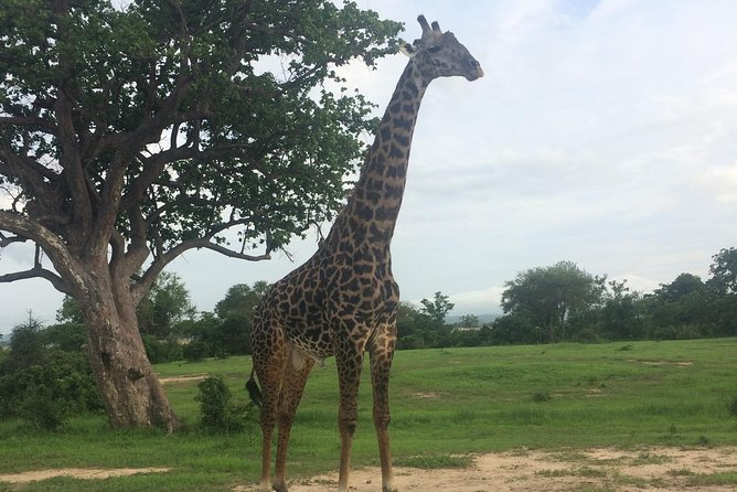 A Day Trip to Mikumi From Morogoro - Accessibility Information