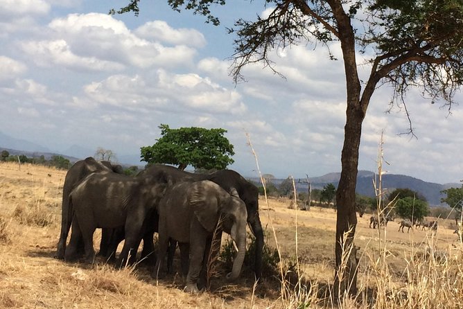 A Day Trip to Mikumi From Morogoro - Tips for a Successful Trip