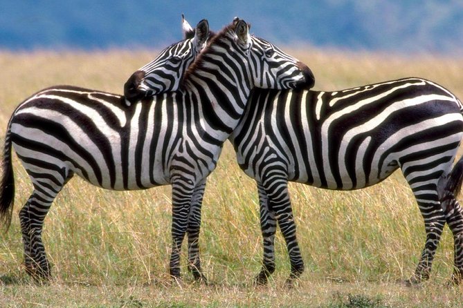 A Day Trip to Saadani National Park From Dar Es Salaam / Zanzibar - What to Expect on the Tour