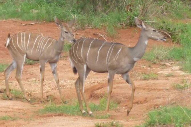 A Day Trip to Saadani National Park From Dar Es Salaam / Zanzibar - Guided Game Drives