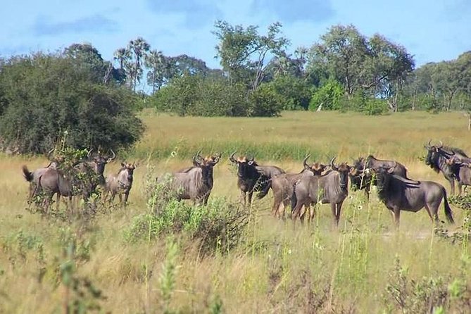 A Day Trip to Saadani National Park From Dar Es Salaam / Zanzibar - Lunch and Refreshments