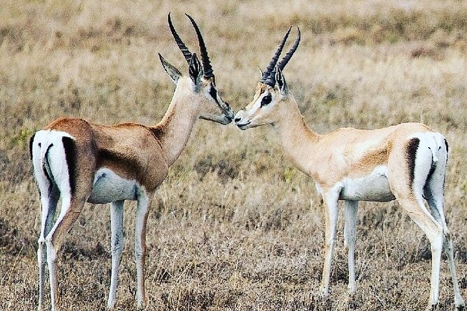 A Day Trip to Saadani National Park From Dar Es Salaam / Zanzibar - Health and Accessibility Considerations