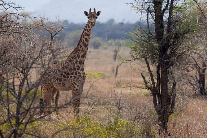 A Day Trip to Saadani National Park From Dar Es Salaam / Zanzibar - Reviews and Ratings