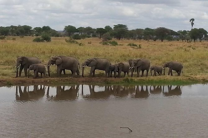A Day Trip To Selous Fly From Zanzibar - Sightings of Lion, Elephant, Giraffe, and Hippo