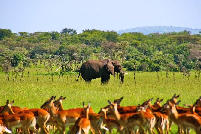 A Day Trip To Selous Fly From Zanzibar - Confirmation and Accessibility Considerations