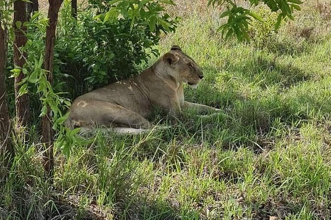 A Day Trip To Selous Fly From Zanzibar - Pricing and Lowest Price Guarantee