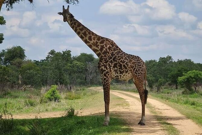 A Day Trip To Selous Fly From Zanzibar - Traveler Reviews and Badge of Excellence