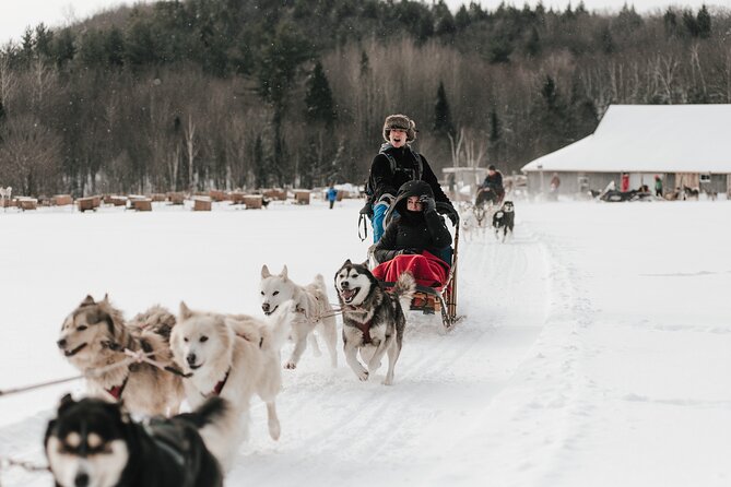 A Day With a Bite in It for Sled Dogs - Key Points