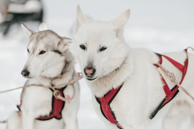 A Day With a Bite in It for Sled Dogs - Hiking Trails in the Morning