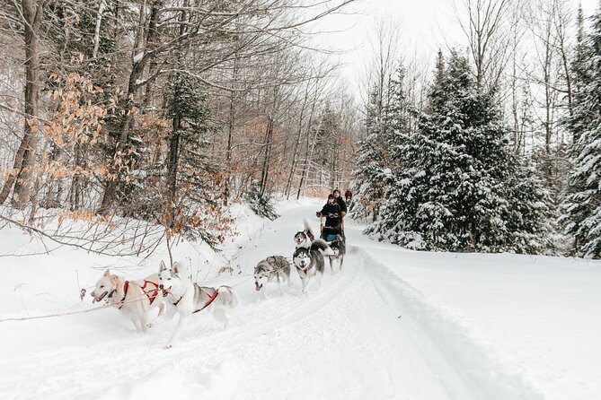 A Day With a Bite in It for Sled Dogs - Guide During Transport
