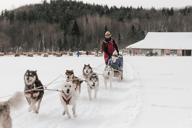 A Day With a Bite in It for Sled Dogs - Lunch