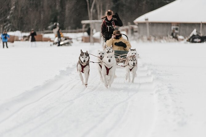 A Day With a Bite in It for Sled Dogs - Accessibility Considerations