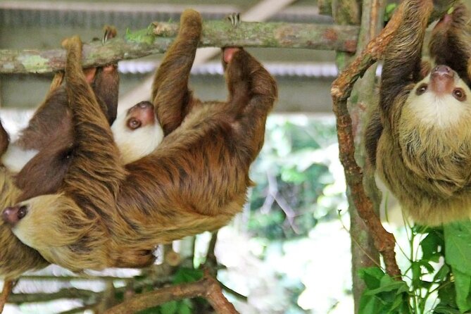 A Day With Nature: Boat Trip on Gatun Lake and The Aerial Tram - Discovering Wildlife on the Lake