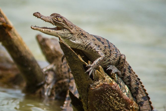 A Day With Nature: Boat Trip on Gatun Lake and The Aerial Tram - Highlights of the Excursion
