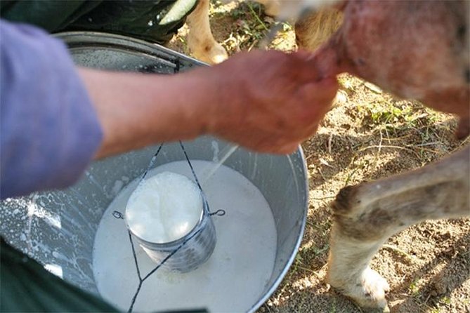 A Day With the Shepherd Milking Sheeps and Making Cheese in the National Park of Abruzzo - Milking Sheep and Cheesemaking