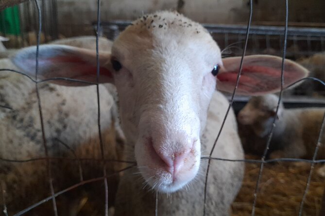 A Day With the Shepherd Milking Sheeps and Making Cheese in the National Park of Abruzzo - Visiting Castel Del Monte
