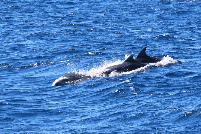 A Days 3-Island Cruise Tour With Transfer - Dining and Onboard Experience