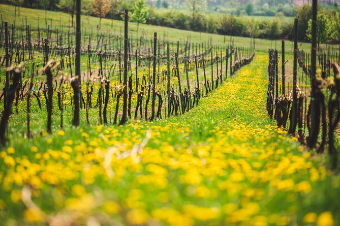 A Delightful Wine Tasting in the Scenic Countryside With Lunch - Pregnancy Recommendation