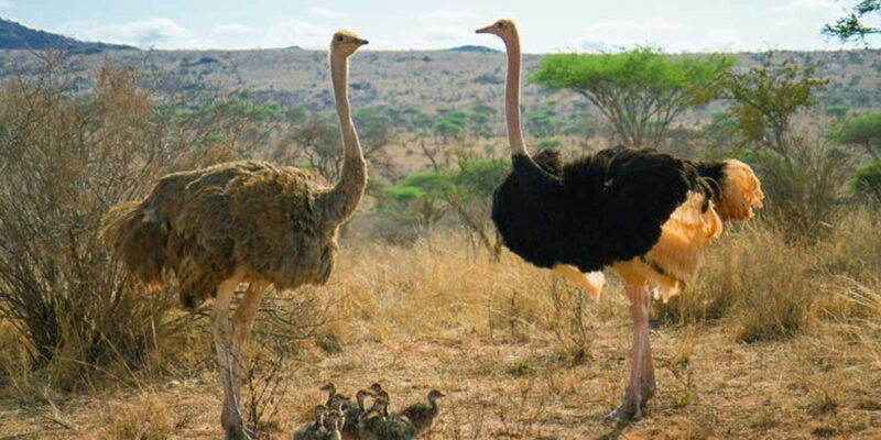 A Full-Day Tour of Atlantis Dune Quad Biking & Ostrich Farm - Ostrich Farm Visit