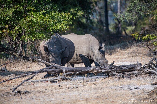 A Game Drive Plus White Rhino Short Walk - Photographic Excursion