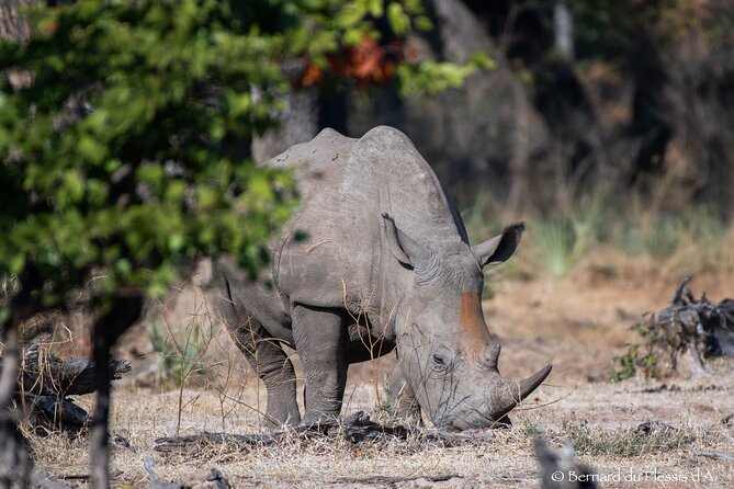 A Game Drive Plus White Rhino Short Walk - Tour Logistics