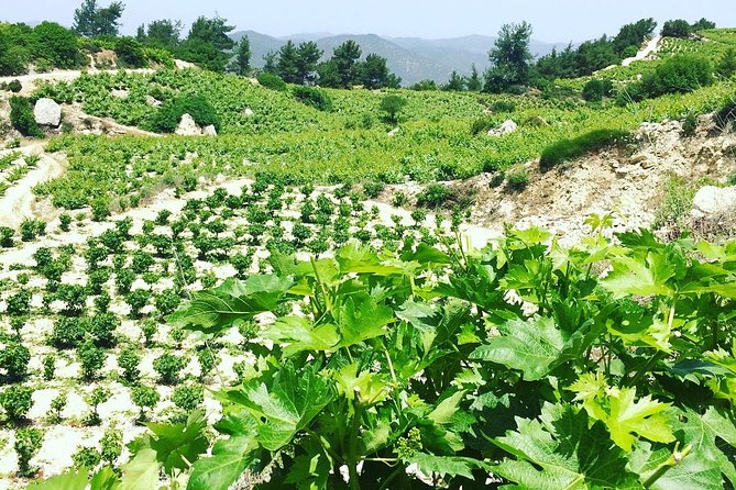 A Glass of Cyprus - Private Wine Tours - Exclusive Private Tour Details