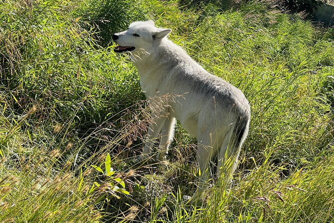 A Guided Alaskan Escape: Wildlife Sanctuary and Glacier Hiking - Itinerary Highlights