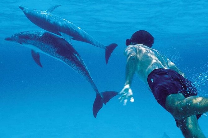 A Half Day Private Dolphins And Snorkeling Tour To Mnemba Island - Key Points